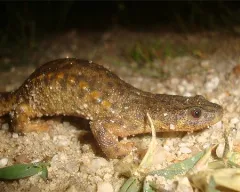 Conținutul comun broasca, conținut comun de îngrijire broasca hrănire creșterea în captivitate