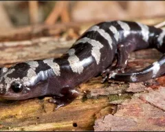 Conținutul comun broasca, conținut comun de îngrijire broasca hrănire creșterea în captivitate