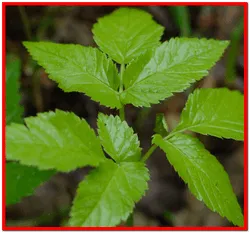 Goutweed (iarbă)