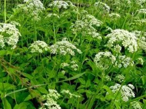 fotografii Goutweed utile proprietăți și contraindicații (goutweed) Goutweed proprietăți și contraindicații utile fotografie