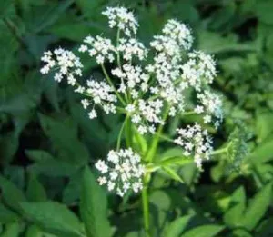 Goutweed (iarbă) - proprietăți utile, contraindicații, utilizate în medicina populară (populară) Goutweed (iarbă) - proprietăți utile, contraindicații, utilizate în medicina populară