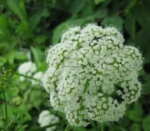 Goutweed (foto 50) arată că o plantă, proprietăți medicinale ale Scots