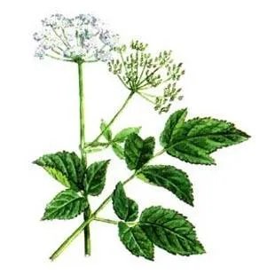 Goutweed proprietăți și contraindicații utile fotografie Goutweed proprietăți și contraindicații utile fotografie