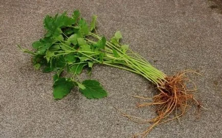 Goutweed - proprietăți utile și contraindicații, iarbă goutweed (goutweed) Goutweed - proprietăți utile și contraindicații, goutweed iarbă