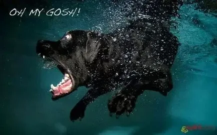 Dog Diver, recenzii și fotografii (diver) Dog Diver, recenzii și fotografii