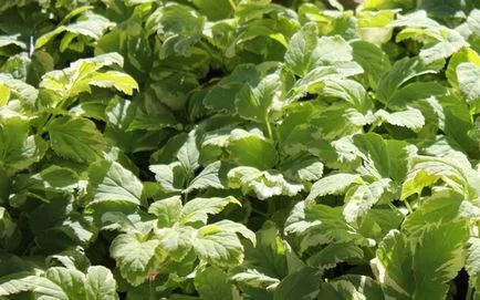 Goutweed - proprietăți utile și contraindicații, iarbă goutweed (util) Goutweed - proprietăți utile și contraindicații, goutweed iarbă