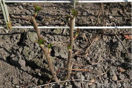 plantare coacaze, cultivarea, fertilizarea și îngrijirea