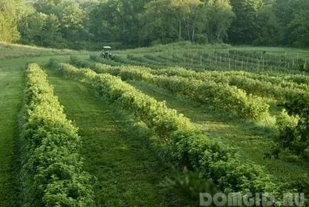 plantare coacaze, cultivarea, fertilizarea și îngrijirea