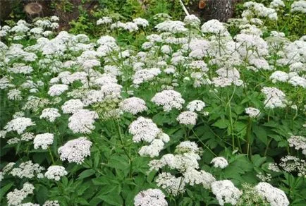 Goutweed (foto 50) arată că o plantă, proprietăți medicinale ale Scots