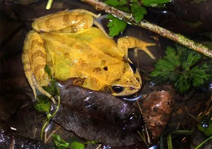 Conținutul comun broasca, conținut comun de îngrijire broasca hrănire creșterea în captivitate