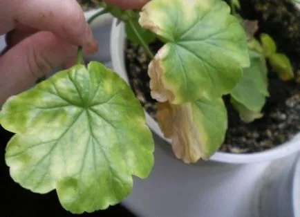 Ambulanta pentru geranium ce se întâmplă dacă frunzele îngălbenite (muscata) Ambulanta pentru geranium ce să facă în cazul în care frunzele îngălbenit
