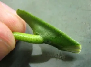 Cum de a planta o lamaie