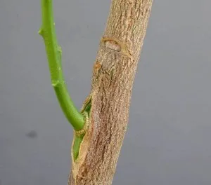 Cum de a planta o lamaie