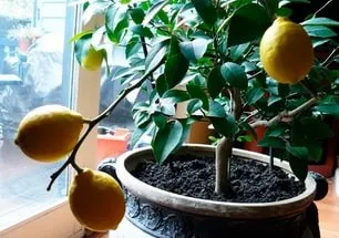 Cum de a planta o lamaie Cum de a planta o lamaie