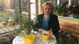 Context pentru acvariu ca pasta