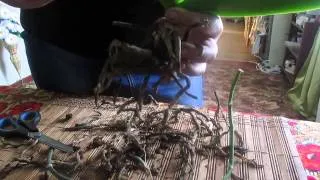 Context pentru acvariu ca pasta