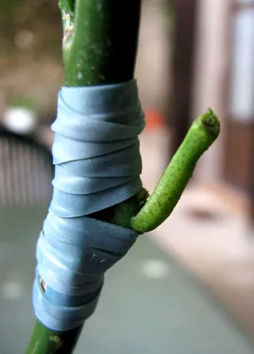 Cum de a planta o lamaie