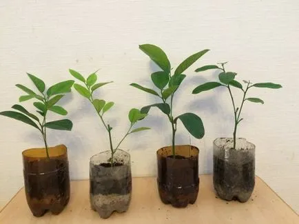 Cum de a planta o lamaie