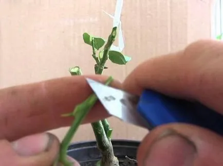 Cum de a planta o lamaie