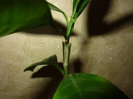 Cum de a planta o lamaie