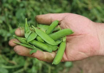 Compoziția, beneficii și prejudicii de mazăre verde conservate