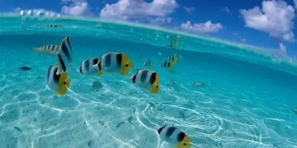 carte mare vis ce vis mare vis