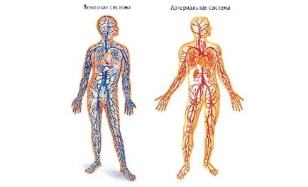 Navele în picioare și venele (membrele inferioare), care sunt boli Navele în picioare și venele (membrele inferioare), care sunt boli