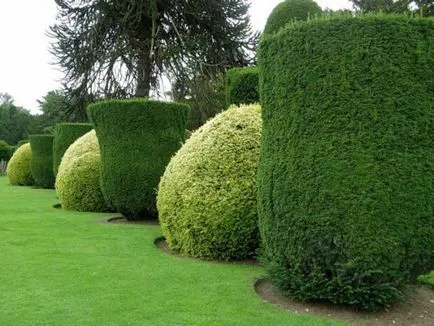 Crearea Topiary modul de a face copaci de fericire
