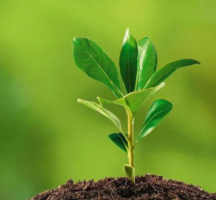 ecologie Specialitatea și faunei sălbatice care lucrează (de lucru) ecologie de specialitate și de mediu care să lucreze