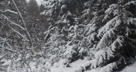 Poezii despre natura poeților români (poeme despre natură) Poezii despre natura poeților români