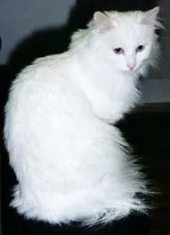 Aceste angora diferite (Olga Sinitsa)