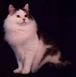 Aceste angora diferite (Olga Sinitsa)