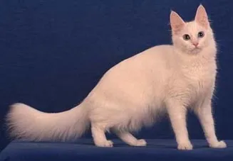 Aceste angora diferite (Olga Sinitsa)