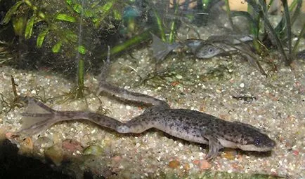 Top 5 acvariu fotografie broaște și descriere - despre reptile Top 5 acvariu fotografie broaște și descriere - despre reptile