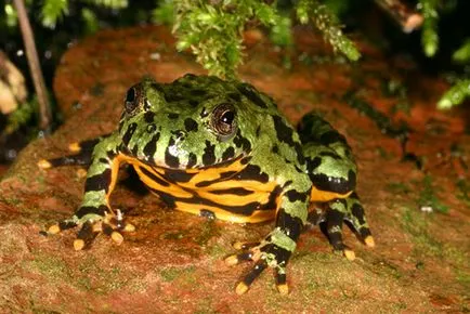 Top 5 acvariu fotografie broaște și descriere - despre reptile (pietriș sol) Top 5 acvariu fotografie broaște și descriere - despre reptile