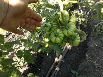 Tomate mai vechi soiuri de tomate