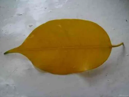 Jade frunze rândul său, galben