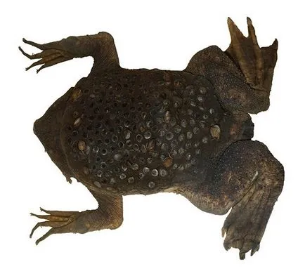 Top 5 acvariu fotografie broaște și descriere - despre reptile (broaște) Top 5 acvariu fotografie broaște și descriere - despre reptile