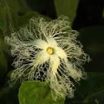 castravete serpentine Trihozant-