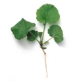 Grass goutweed - descrierea cu fotografii; Proprietăți și aplicații; rețete cu goutweed