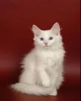 Turcă Angora, angora