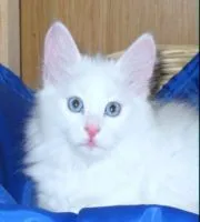 Turcă Angora, angora