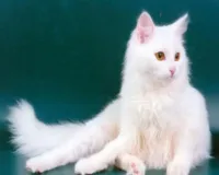 Turcă Angora, angora