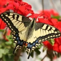 Fluturi de întreținere și îngrijire tropical (îngrijire) Fluturi de întreținere și îngrijire Tropical