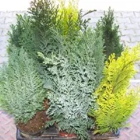 plantare tuia și îngrijire