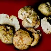 Truffle, descriere, în cazul în care crește, cum să găsească, fotografii