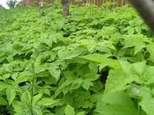 Grass goutweed - descrierea cu fotografii; Proprietăți și aplicații; rețete cu goutweed