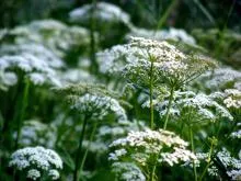 Grass goutweed - descrierea cu fotografii; Proprietăți și aplicații; rețete cu goutweed