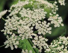 Iarbă goutweed - vindecarea buruienilor