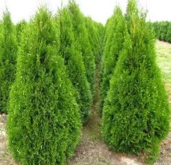 Thuja de plantare, de îngrijire în timpul iernii, de ce au ace galbene de arborvitae, conifere resuscitare purshat de droguri Oh, o fotografie (pentru un motiv oarecare) Thuja de plantare, de îngrijire în timpul iernii, de ce au ace galbene de arborvitae, conifere resuscitare purshat-oh de droguri fotografie
